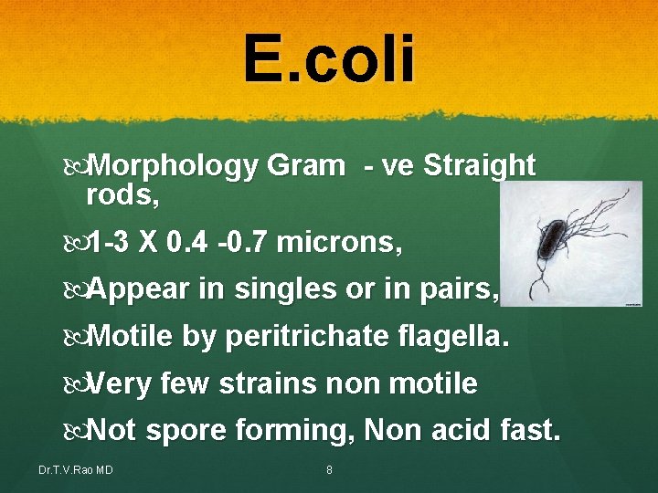 E. coli Morphology Gram - ve Straight rods, 1 -3 X 0. 4 -0. E. coli Morphology Gram - ve Straight rods, 1 -3 X 0. 4 -0.