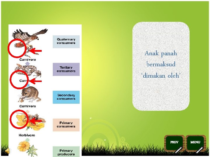 Anak panah bermaksud ‘dimakan oleh’ PREV >> 0 >> 1 >> 2 >> 3