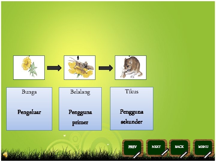>> Bunga Belalang Tikus Pengeluar Pengguna primer Pengguna sekunder 0 >> 1 >> 2