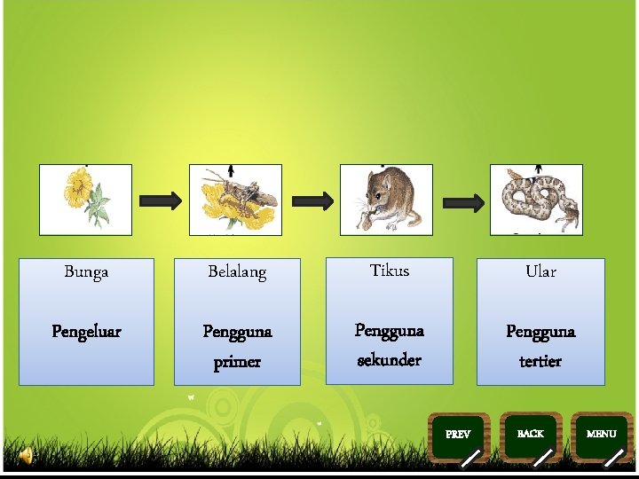Bunga Belalang Tikus Ular Pengeluar Pengguna primer Pengguna sekunder Pengguna tertier PREV >> 0