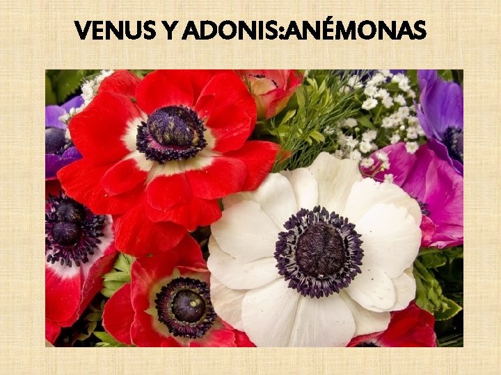 VENUS Y ADONIS: ANÉMONAS 