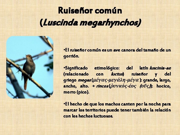 Ruiseñor común (Luscinda megarhynchos) • El ruiseñor común es un ave canora del tamaño