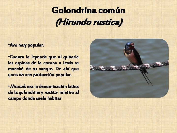 Golondrina común (Hirundo rustica) • Ave muy popular. • Cuenta la leyenda que al