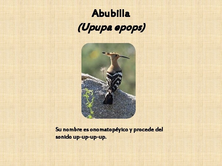 Abubilla (Upupa epops) Su nombre es onomatopéyico y procede del sonido up-up-up-up. 
