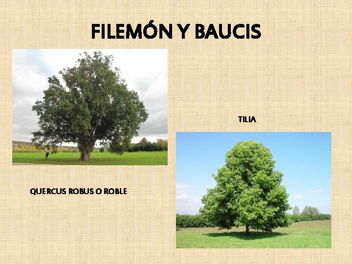 FILEMÓN Y BAUCIS TILIA QUERCUS ROBUS O ROBLE 