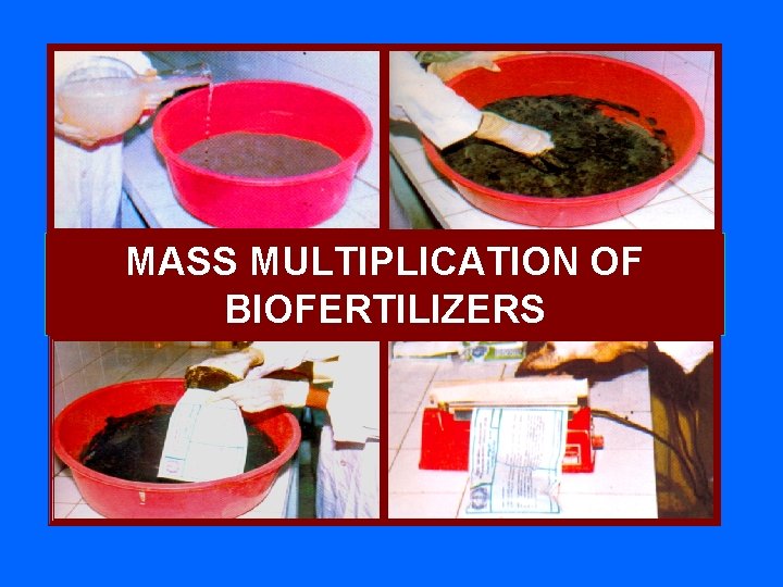 MASS MULTIPLICATION OF BIOFERTILIZERS 