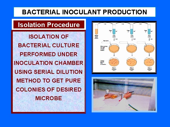 BACTERIAL INOCULANT PRODUCTION Isolation Procedure ISOLATION OF BACTERIAL CULTURE PERFORMED UNDER INOCULATION CHAMBER USING