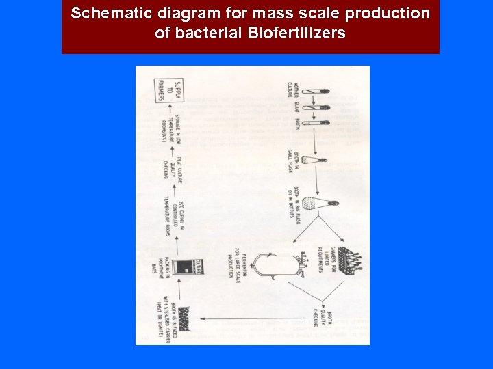 Schematic diagram for mass scale production of bacterial Biofertilizers 