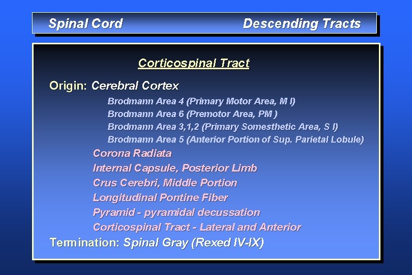 Spinal Cord Descending Tracts Corticospinal Tract Origin: Cerebral Cortex Brodmann Area 4 (Primary Motor
