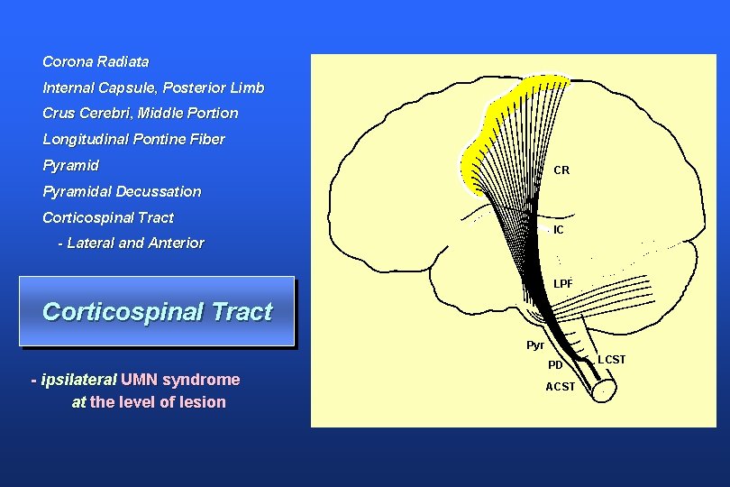 Corona Radiata lnternal Capsule, Posterior Limb Crus Cerebri, Middle Portion Longitudinal Pontine Fiber Pyramid
