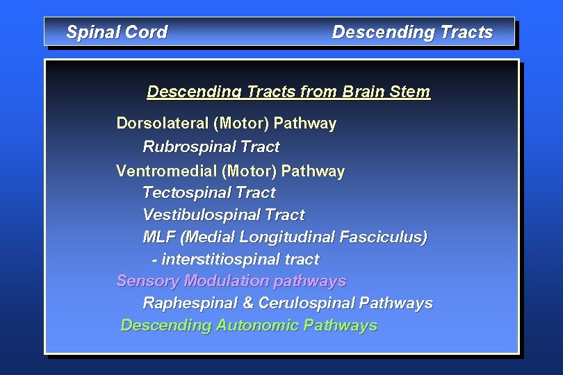 Spinal Cord Descending Tracts from Brain Stem Dorsolateral (Motor) Pathway Rubrospinal Tract Ventromedial (Motor)