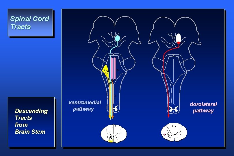 Spinal Cord Tracts Descending Tracts from Brain Stem ventromedial pathway dorolateral pathway 