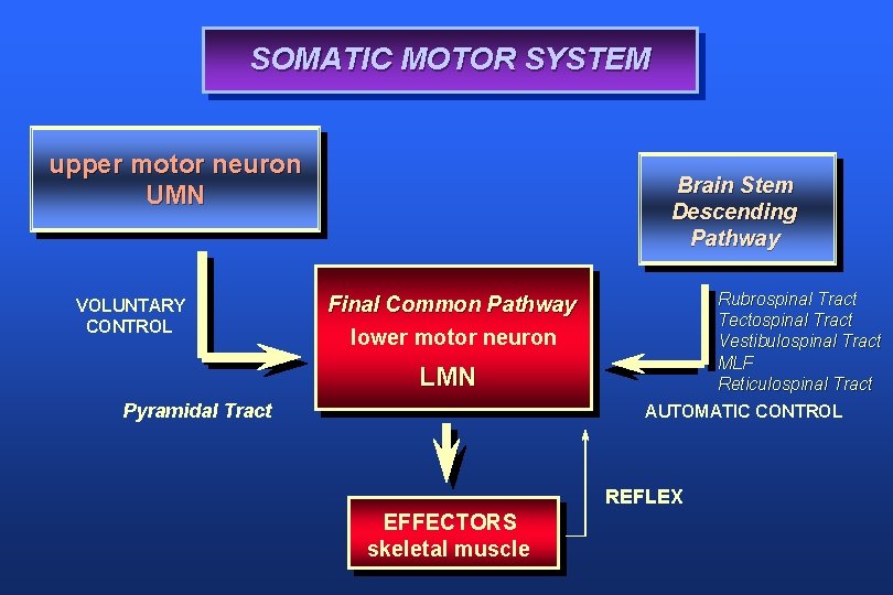 SOMATIC MOTOR SYSTEM upper motor neuron UMN VOLUNTARY CONTROL Brain Stem Descending Pathway Rubrospinal