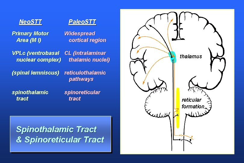 Neo. STT Primary Motor Area (M I) Paleo. STT Widespread cortical region VPLc (ventrobasal