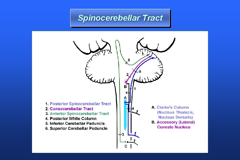 Spinocerebellar Tract 