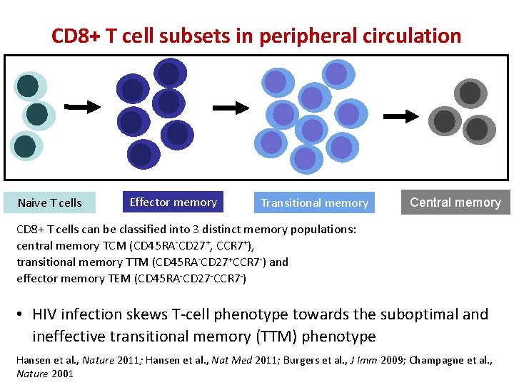 CD 8+ T cell subsets in peripheral circulation Naïve T cells Effector memory Transitional