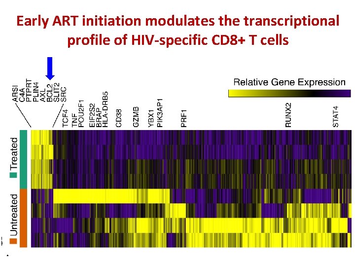 Early ART initiation modulates the transcriptional profile of HIV-specific CD 8+ T cells 