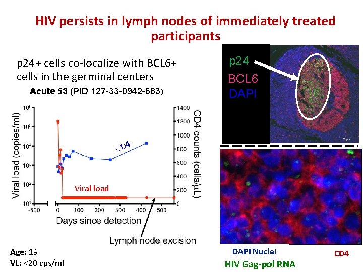 HIV persists in lymph nodes of immediately treated participants p 24+ cells co-localize with