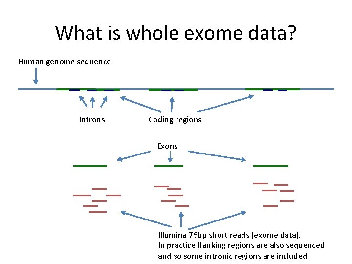 What is whole exome data? Human genome sequence Introns Coding regions Exons Illumina 76