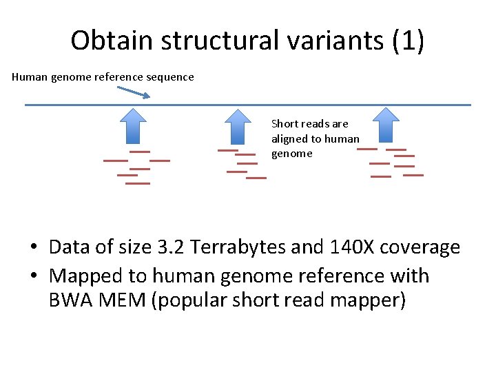 Obtain structural variants (1) Human genome reference sequence Short reads are aligned to human