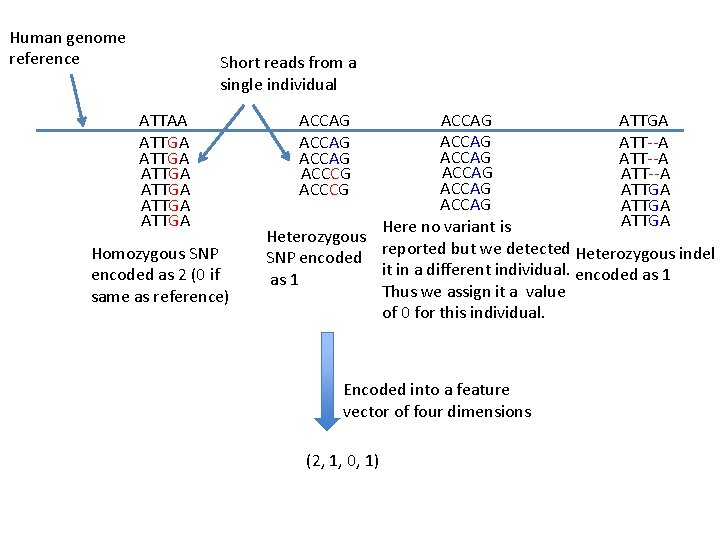 Human genome reference Short reads from a single individual ATTAA ATTGA ATTGA Homozygous SNP