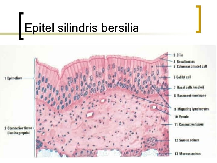 Epitel silindris bersilia 