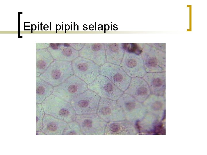 Epitel pipih selapis 