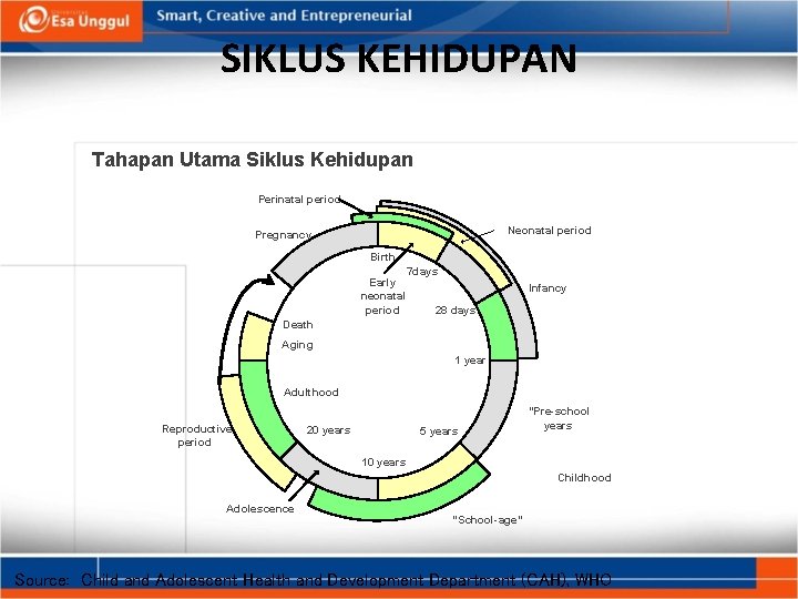 SIKLUS KEHIDUPAN Tahapan Utama Siklus Kehidupan Perinatal period Neonatal period Pregnancy Birth Early neonatal