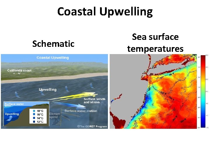 Coastal Upwelling Schematic Sea surface temperatures 