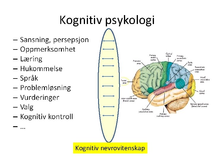 Kognitiv psykologi Kognitiv nevrovitenskap 