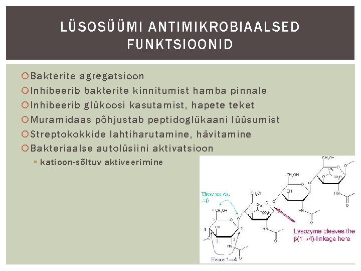 LÜSOSÜÜMI ANTIMIKROBIAALSED FUNKTSIOONID Bakterite agregatsioon Inhibeerib bakterite kinnitumist hamba pinnale Inhibeerib glükoosi kasutamist, hapete