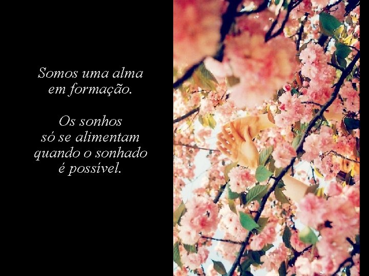 Somos uma alma em formação. Os sonhos só se alimentam quando o sonhado é Somos uma alma em formação. Os sonhos só se alimentam quando o sonhado é