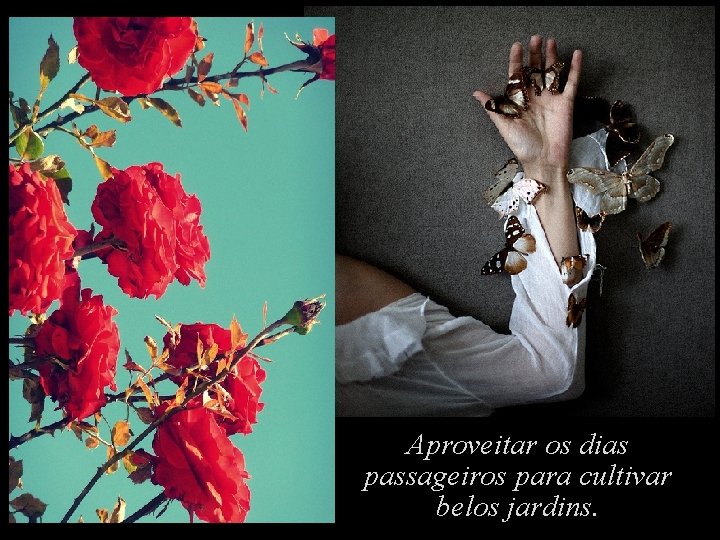 Aproveitar os dias passageiros para cultivar belos jardins. Aproveitar os dias passageiros para cultivar belos jardins.