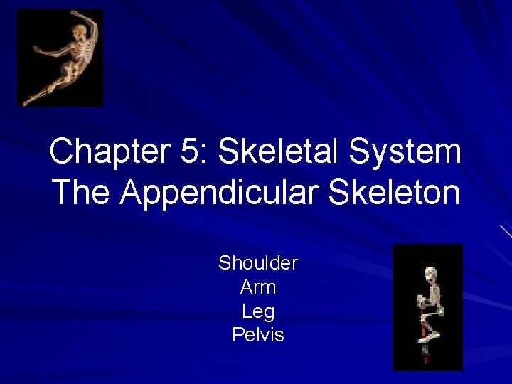 Chapter 5: Skeletal System The Appendicular Skeleton Shoulder Arm Leg Pelvis 