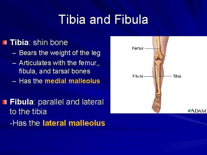 Tibia and Fibula Tibia: shin bone – Bears the weight of the leg –