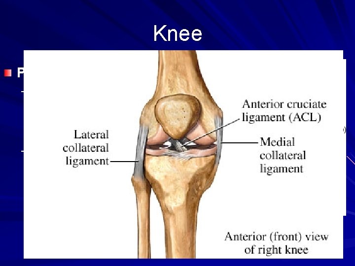 Knee Patella: kneecap – Maintains positions of the quadriceps tendon and increase its leverage