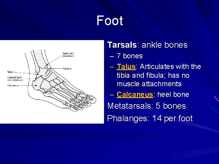 Foot Tarsals: ankle bones – 7 bones – Talus: Articulates with the tibia and