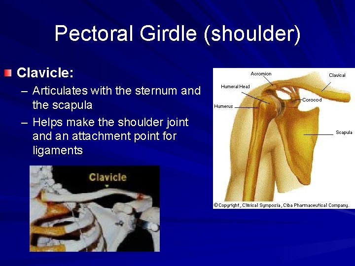 Pectoral Girdle (shoulder) Clavicle: – Articulates with the sternum and the scapula – Helps