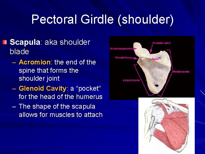 Pectoral Girdle (shoulder) Scapula: aka shoulder blade – Acromion: the end of the spine
