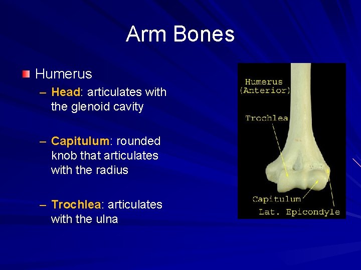 Arm Bones Humerus – Head: articulates with the glenoid cavity – Capitulum: rounded knob
