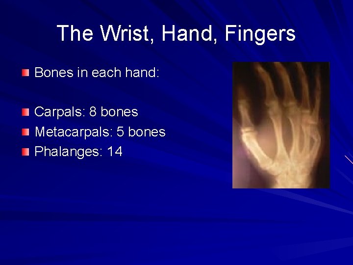 The Wrist, Hand, Fingers Bones in each hand: Carpals: 8 bones Metacarpals: 5 bones