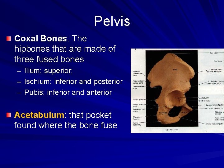 Pelvis Coxal Bones: The hipbones that are made of three fused bones – –