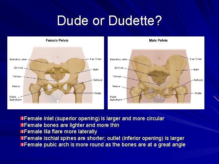 Dude or Dudette? Female inlet (superior opening) is larger and more circular Female bones