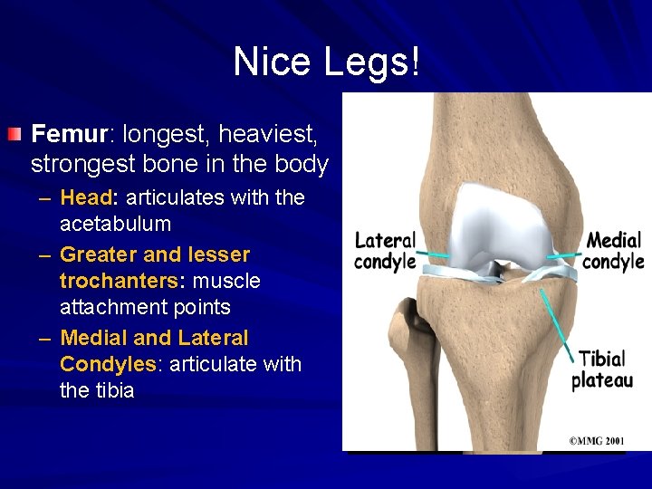 Nice Legs! Femur: longest, heaviest, strongest bone in the body – Head: articulates with