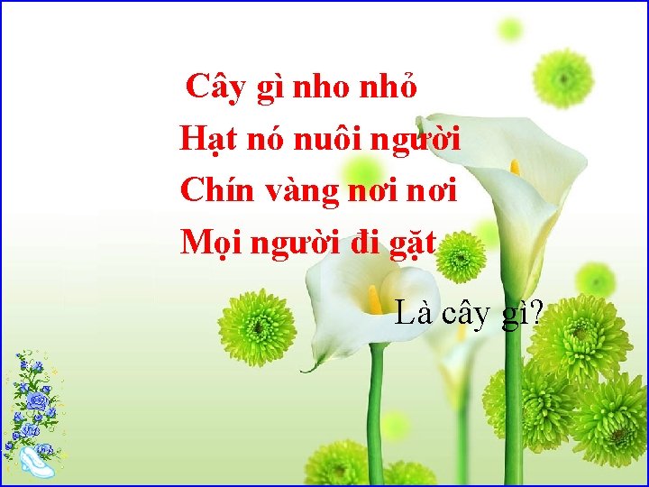 Cây gì nho nhỏ Hạt nó nuôi người Chín vàng nơi Mọi người đi