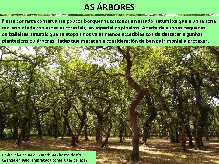 AS ÁRBORES Nesta comarca consérvanse poucos bosques autóctonos en estado natural xa que é