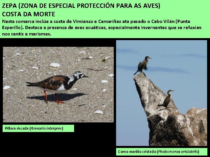 ZEPA (ZONA DE ESPECIAL PROTECCIÓN PARA AS AVES) COSTA DA MORTE Nesta comarca inclúe