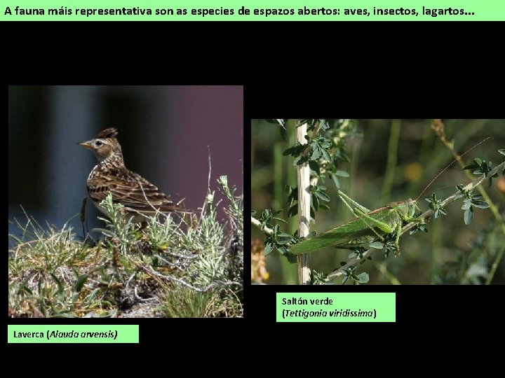 A fauna máis representativa son as especies de espazos abertos: aves, insectos, lagartos. .