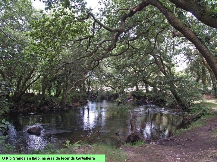 O Río Grande en Baio, na área de lecer da Carballeira 