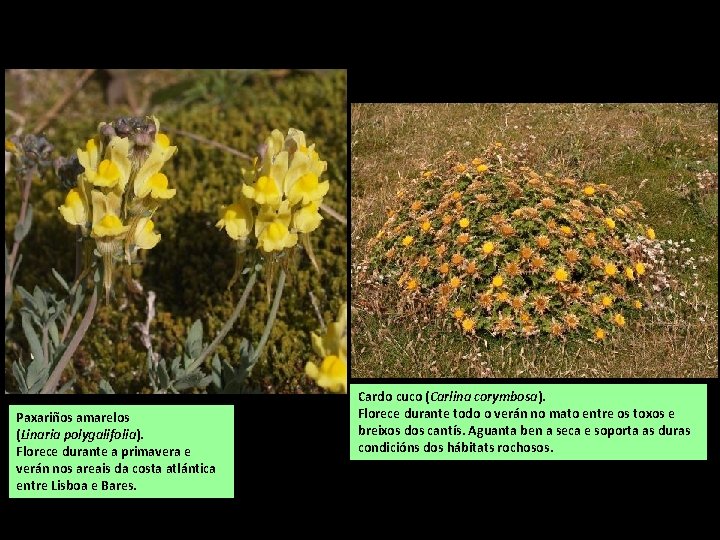 Paxariños amarelos (Linaria polygalifolia). Florece durante a primavera e verán nos areais da costa